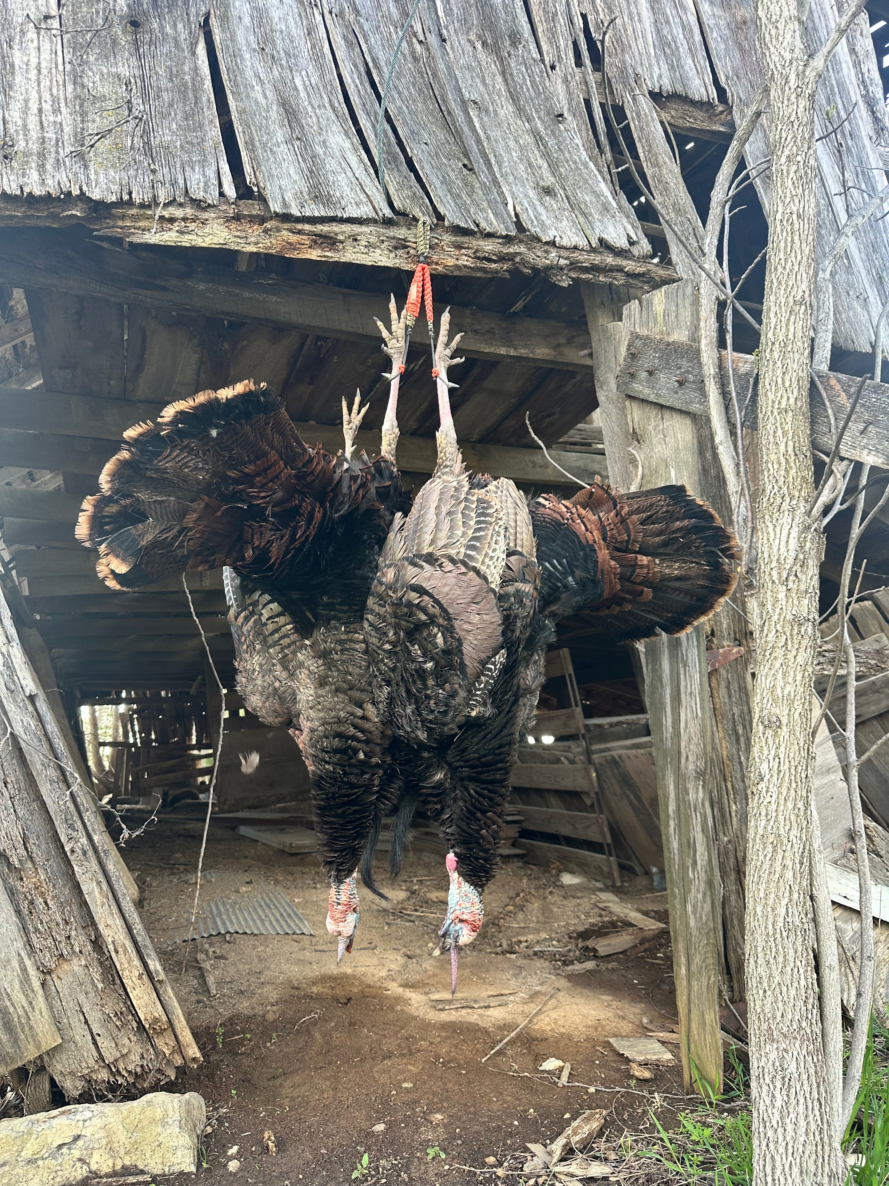 Turkey Hunting
