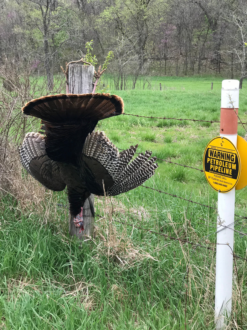 Turkey Tote